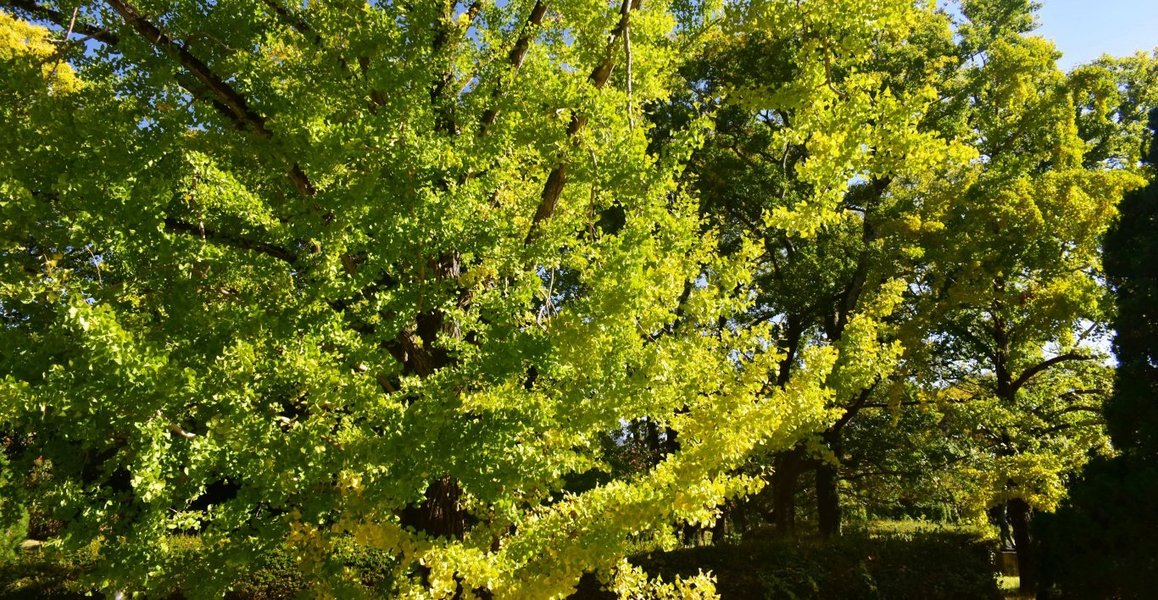 京都府立植物園・温室前のイチョウ　色づきはじめ　2019年11月13日　撮影：MKタクシー