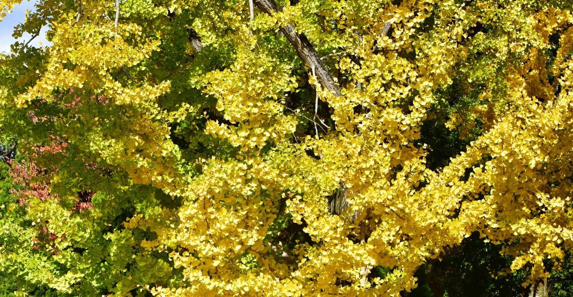 京都府立植物園・温室前のイチョウ 見頃 2019年11月19日 撮影:MKタクシー