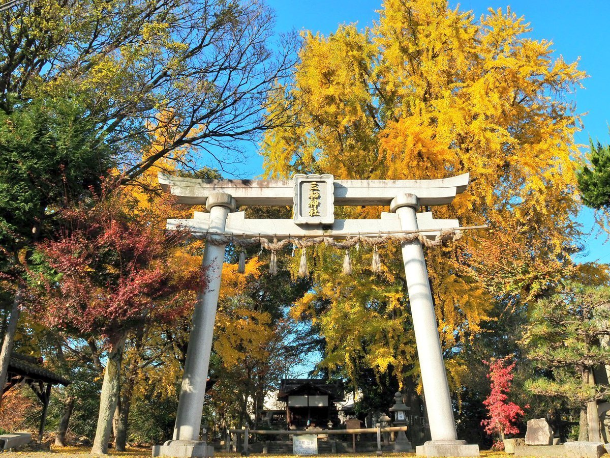 三栖神社のイチョウ 見頃 2017年12月3日 撮影:MKタクシー