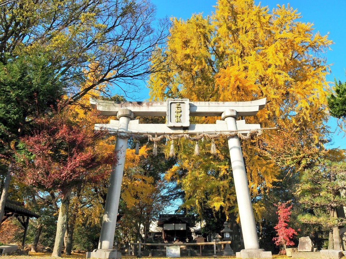 三栖神社のイチョウ　見頃　2017年12月3日　撮影：MKタクシー