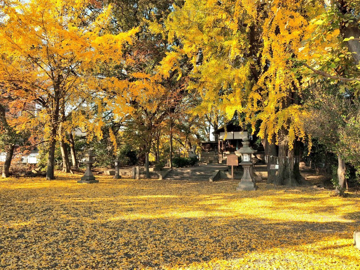 三栖神社のイチョウ 見頃 2017年12月3日 撮影:MKタクシー