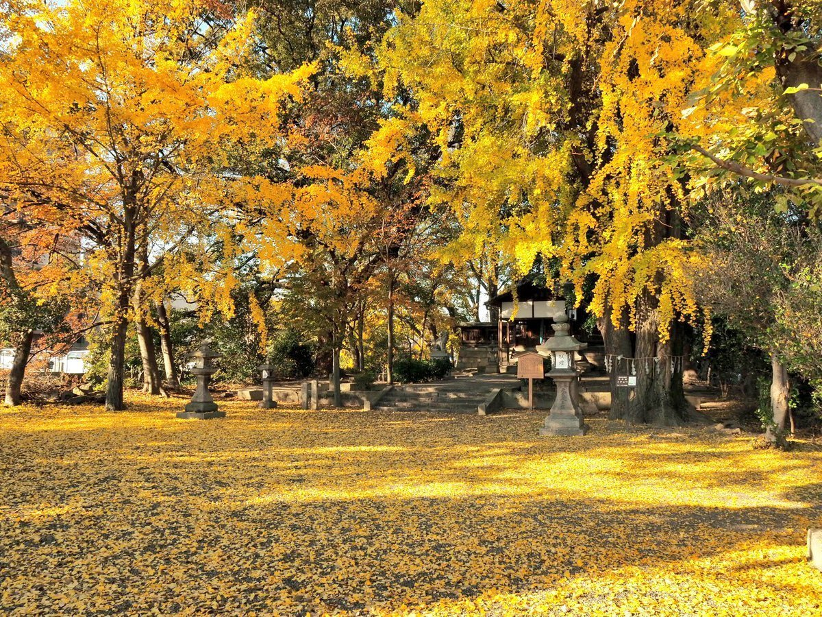 三栖神社のイチョウ　見頃　2017年12月3日　撮影：MKタクシー