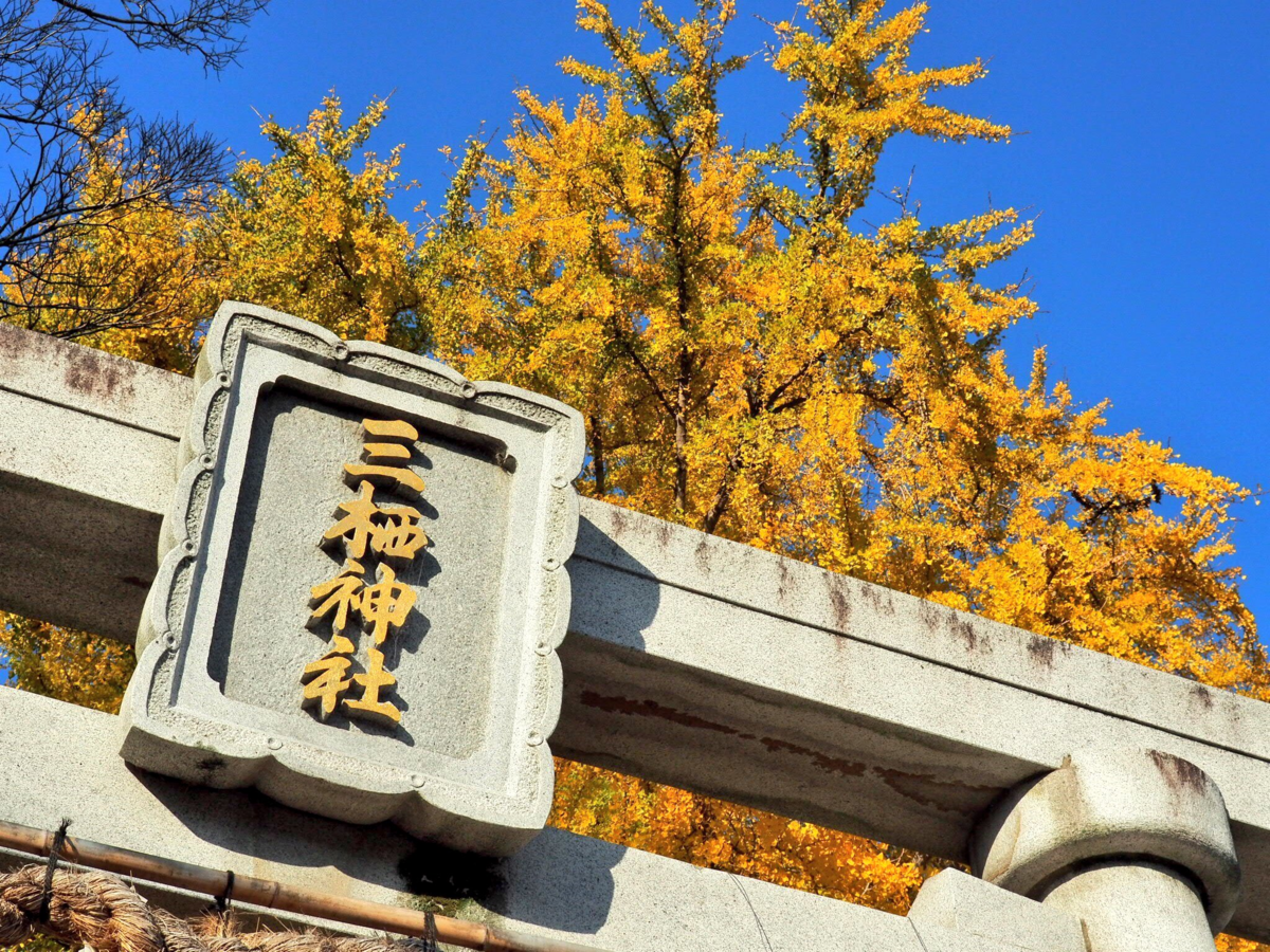 三栖神社のイチョウ 見頃 2017年12月3日 撮影:MKタクシー