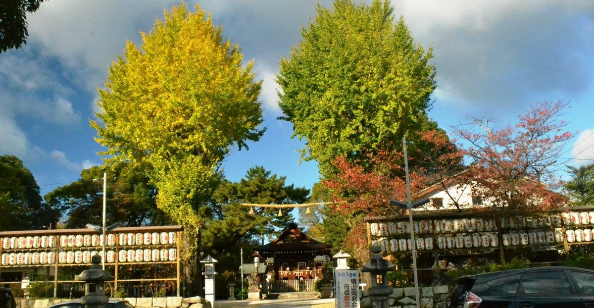 與杼神社のイチョウ 色づきはじめ 2017年11月19日 撮影:MKタクシー