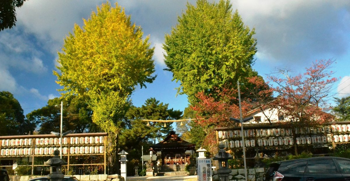 與杼神社のイチョウ　色づきはじめ　2017年11月19日　撮影：MKタクシー