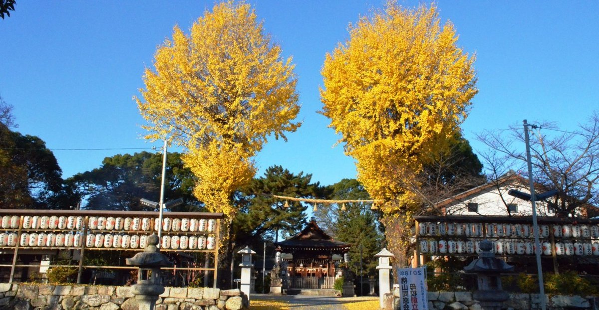 與杼神社のイチョウ 見頃 2017年12月2日 撮影:MKタクシー