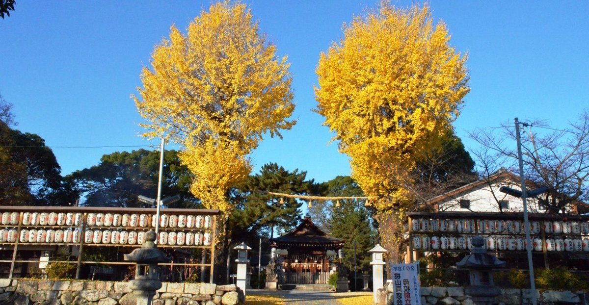 與杼神社のイチョウ　見頃　2017年12月2日　撮影：MKタクシー