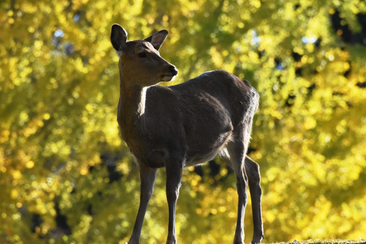 奈良公園のイチョウ 見頃 2018年11月25日 撮影:MKタクシー