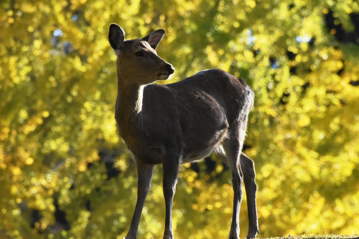 奈良公園のイチョウ　見頃　2018年11月25日　撮影：MKタクシー