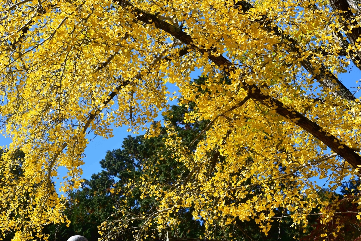 正法寺（和束）のイチョウ　見頃　2018年11月11日　撮影：MKタクシー