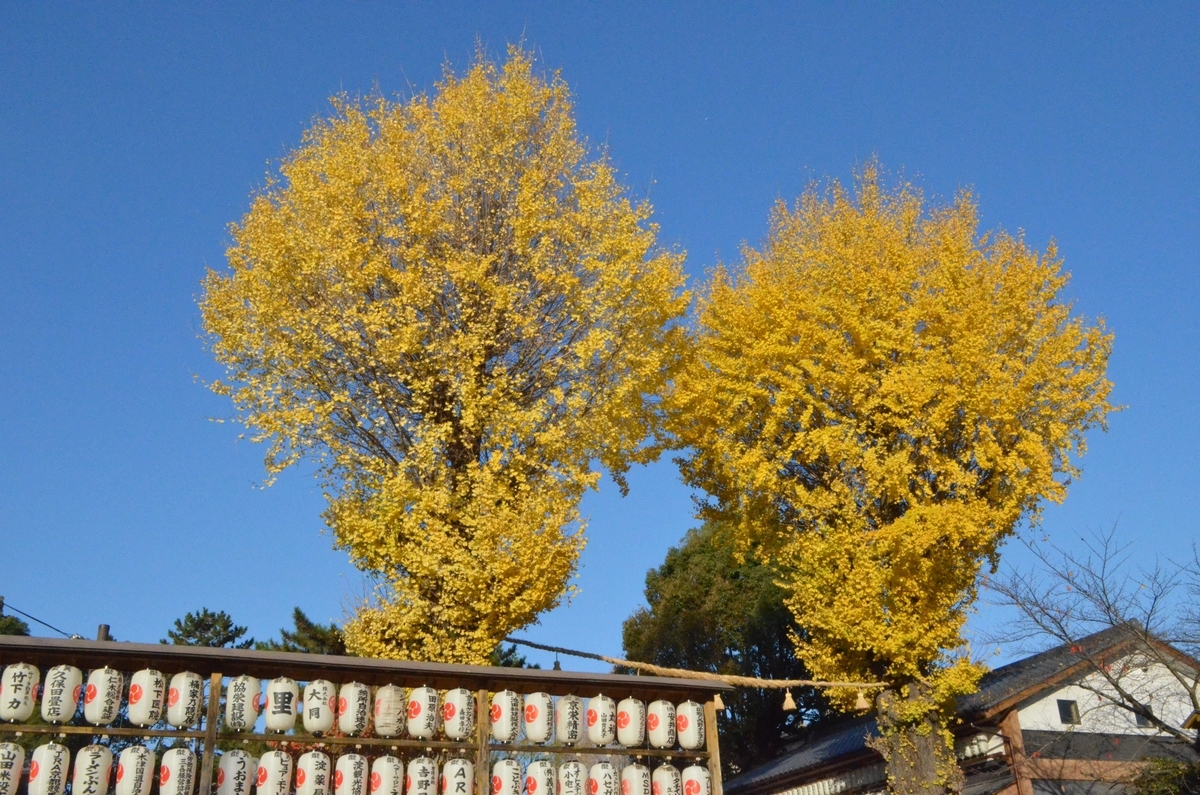 與杼神社のイチョウ 見頃 2017年12月2日 撮影:MKタクシー
