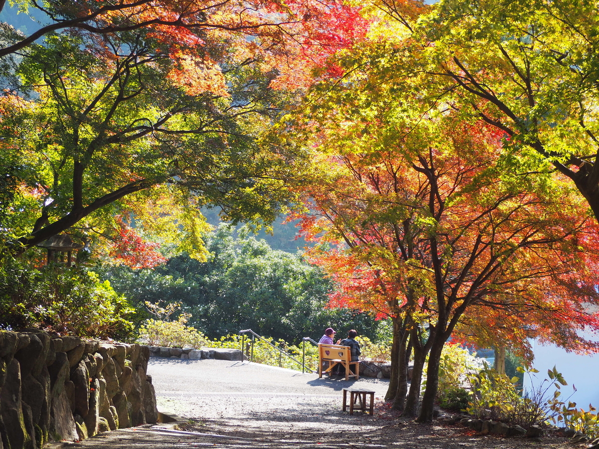 柳谷観音楊谷寺・参道の紅葉　見頃　2017年11月17日　撮影：MKタクシー