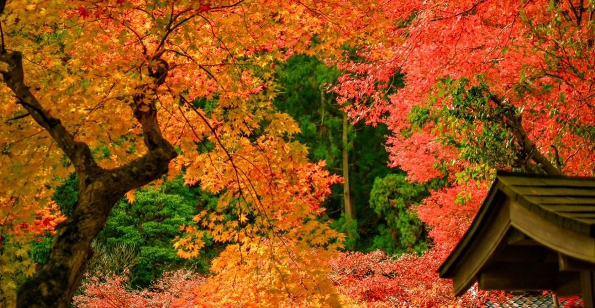 柳谷観音楊谷寺・奥之院の紅葉 見頃 2018年11月27日 撮影:MKタクシー