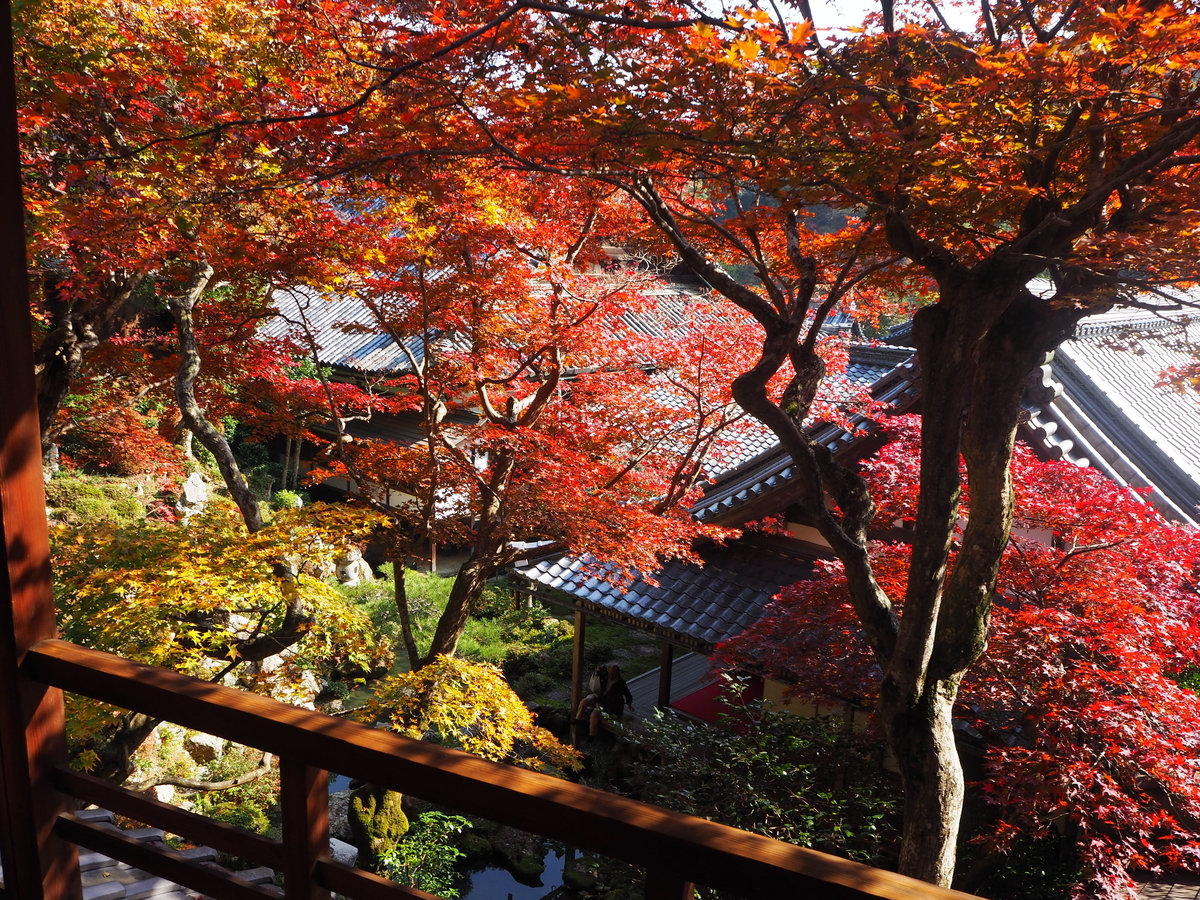 柳谷観音楊谷寺・上書院の紅葉　見頃　2017年11月17日　撮影：MKタクシー