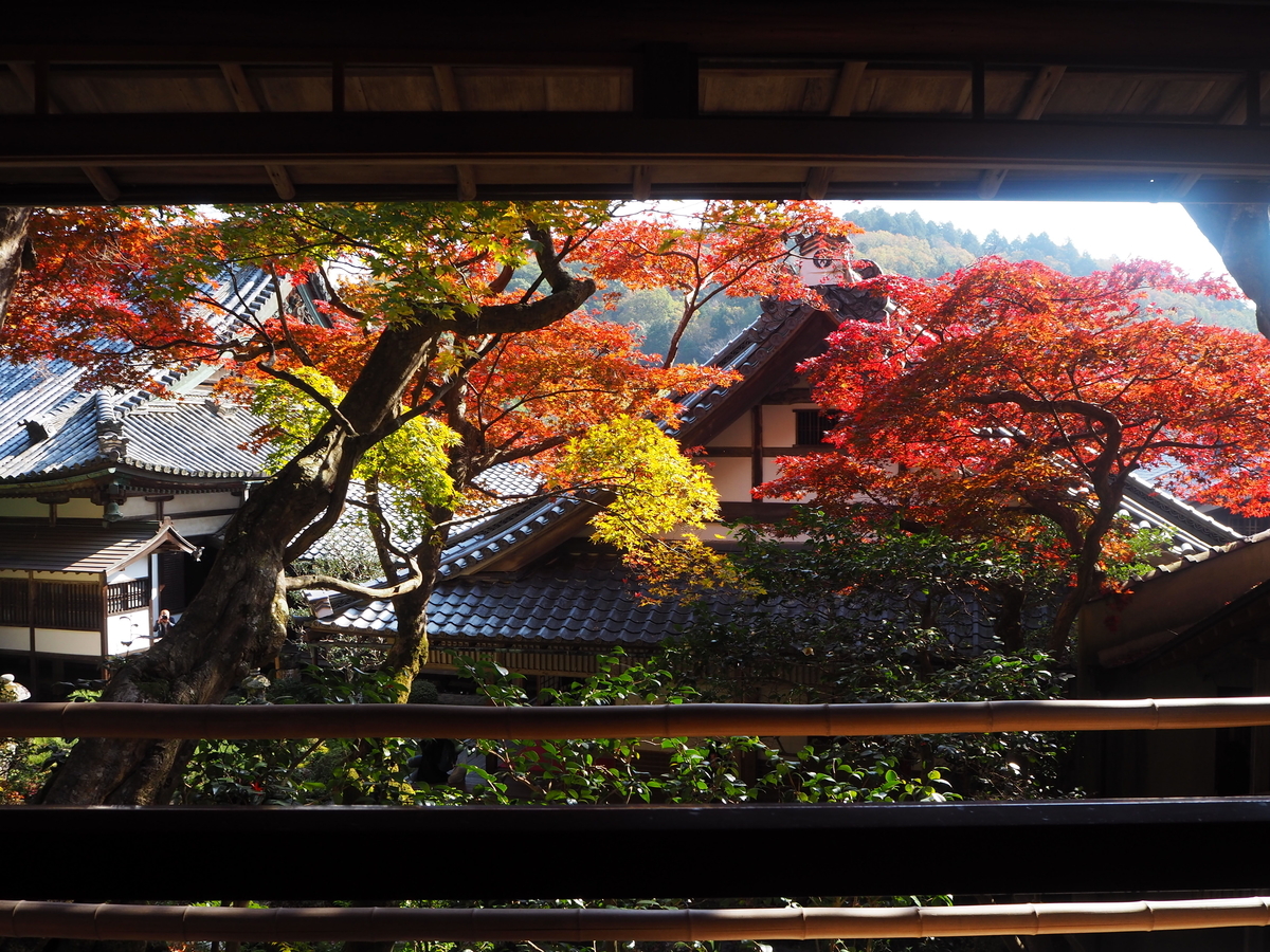 柳谷観音楊谷寺の紅葉　見頃　2017年11月17日　撮影：MKタクシー