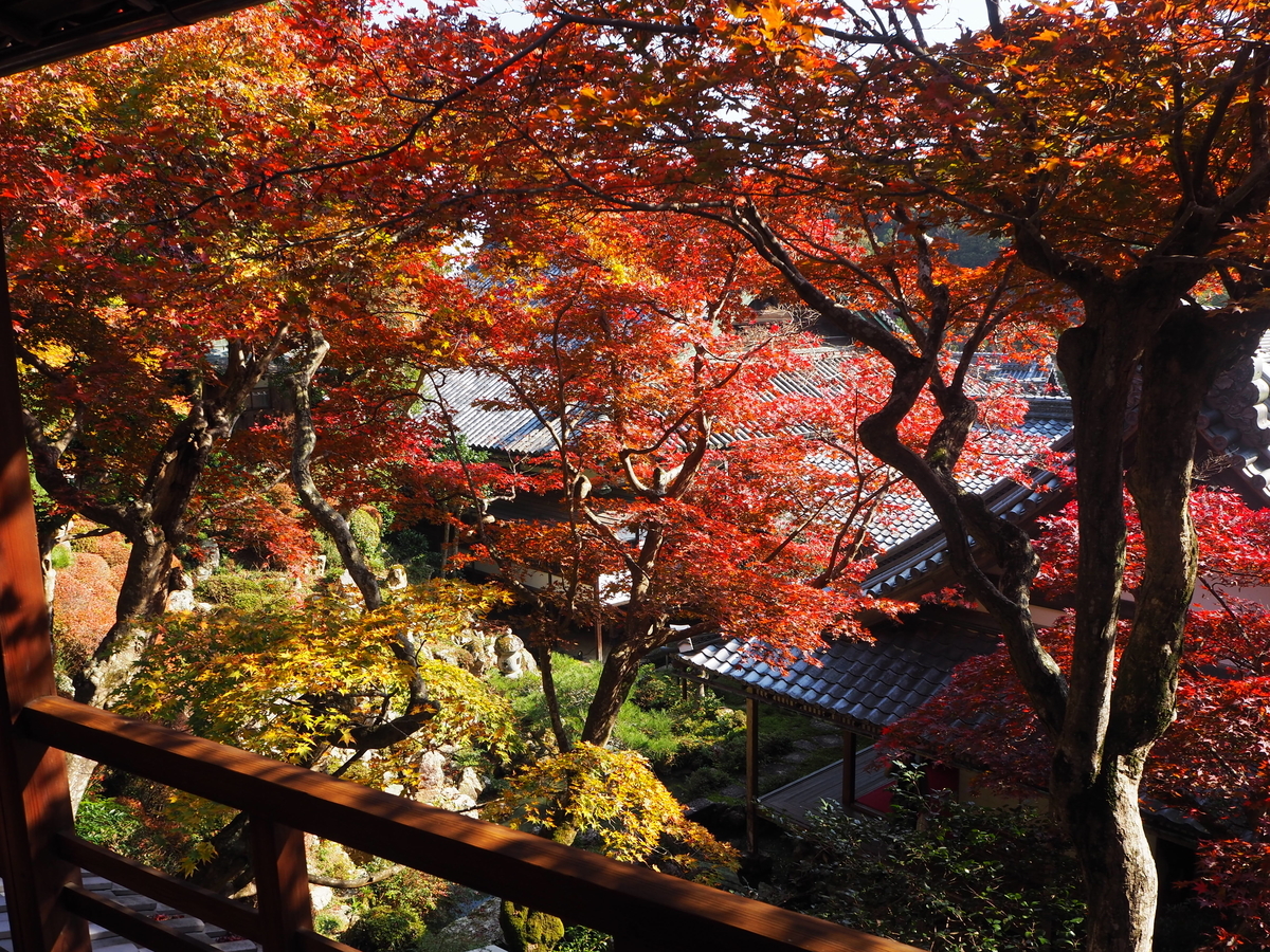 柳谷観音楊谷寺・上書院の紅葉　見頃　2017年11月17日　撮影：MKタクシー