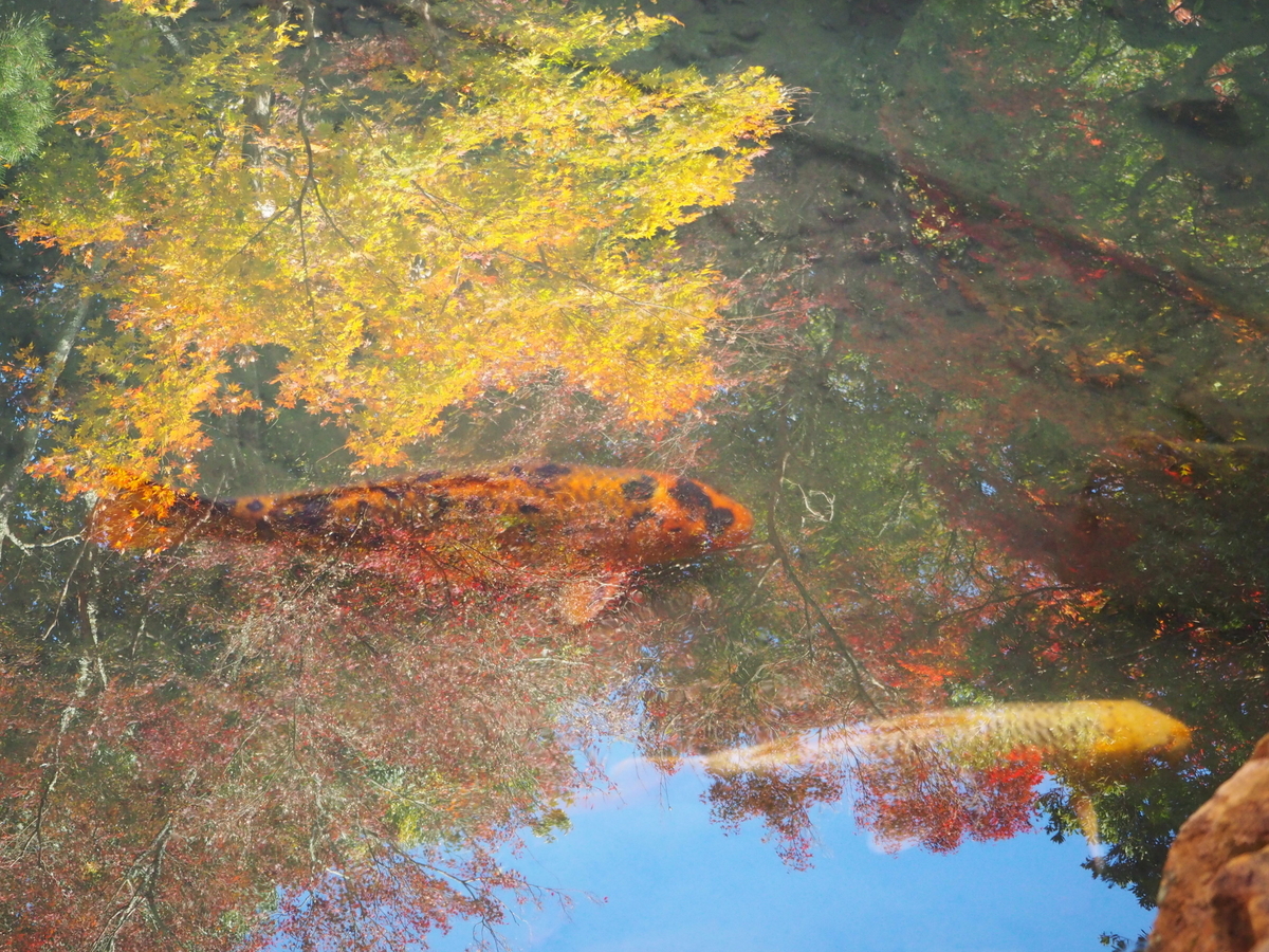 柳谷観音楊谷寺の水に映る紅葉　見頃　2017年11月17日　撮影：MKタクシー