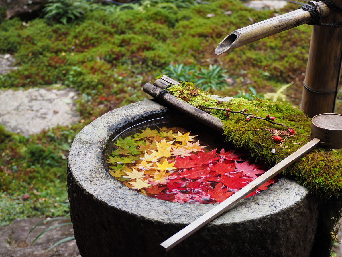 柳谷観音楊谷寺の紅葉花手水　見頃　2018年12月5日　撮影：MKタクシー