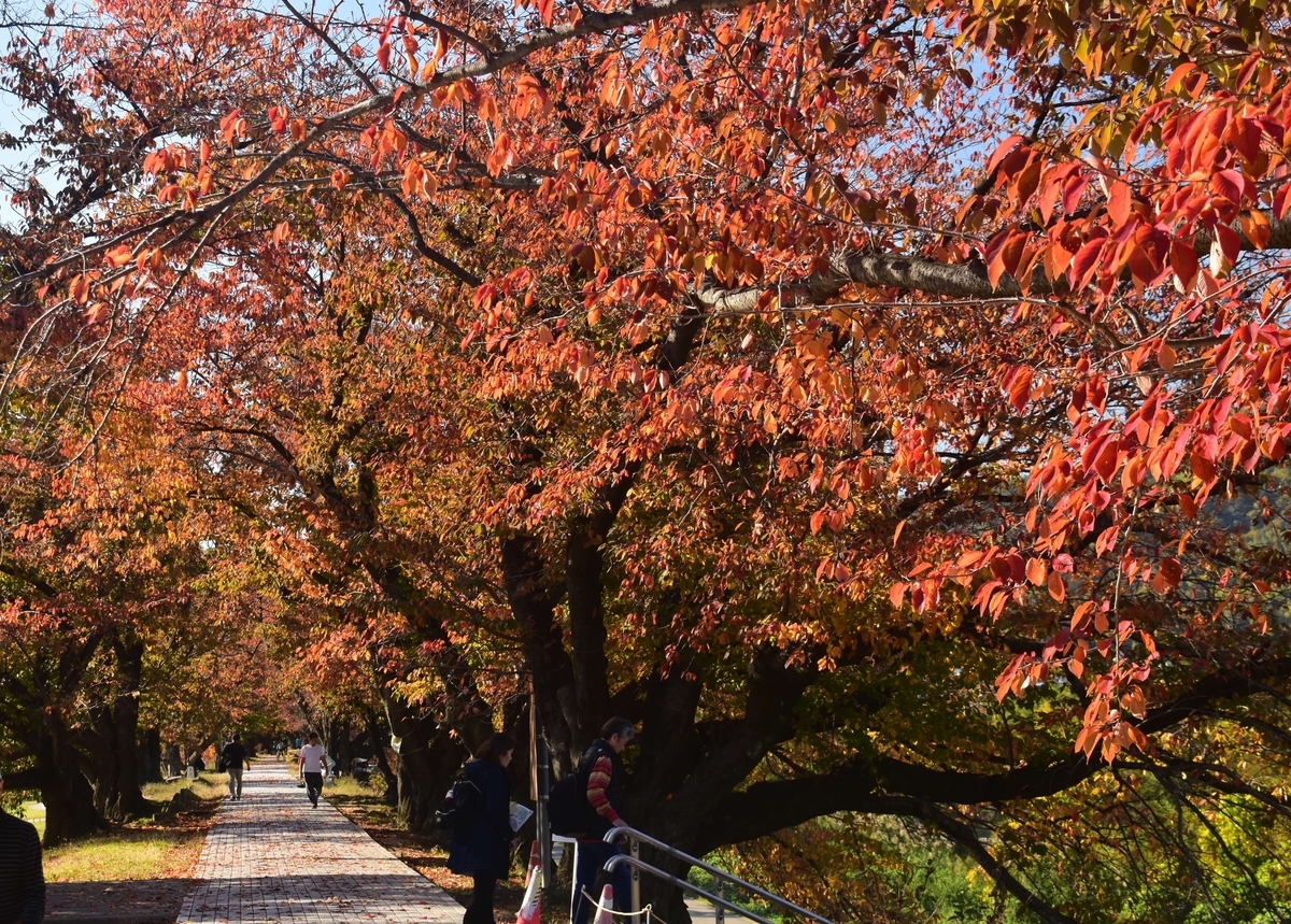 背割堤・ソメイヨシノの紅葉 見頃 2019年11月23日 撮影:MKタクシー