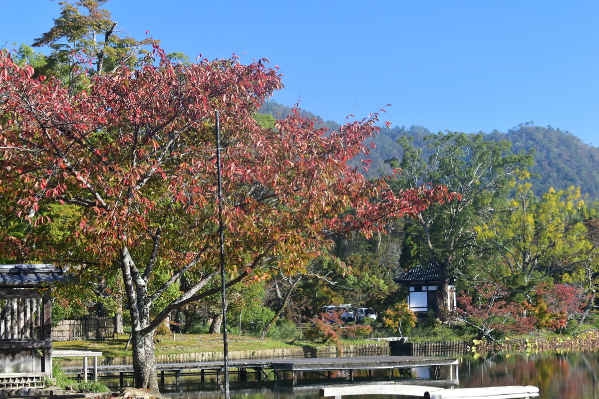 大沢池・ソメイヨシノの紅葉 色づきはじめ 2018年10月28日 撮影:MKタクシー