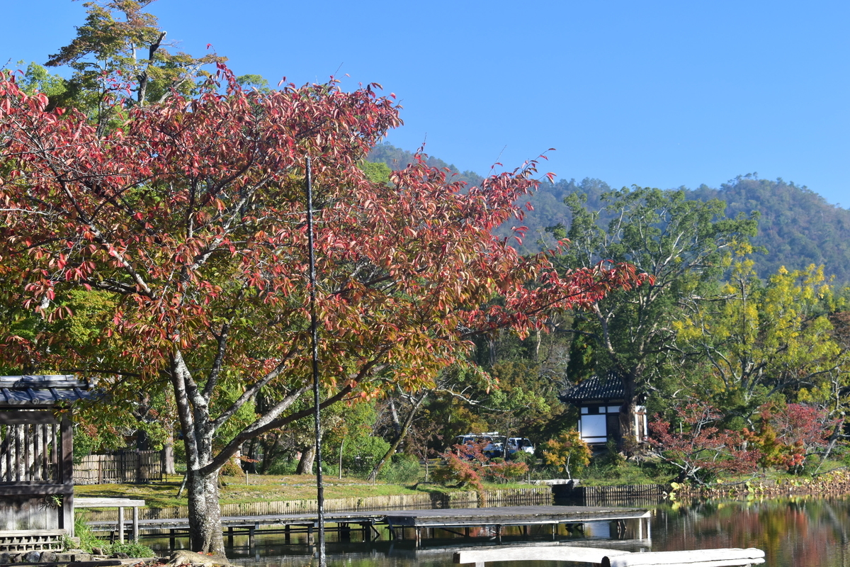 大沢池・ソメイヨシノの紅葉　色づきはじめ　2018年10月28日　撮影：MKタクシー