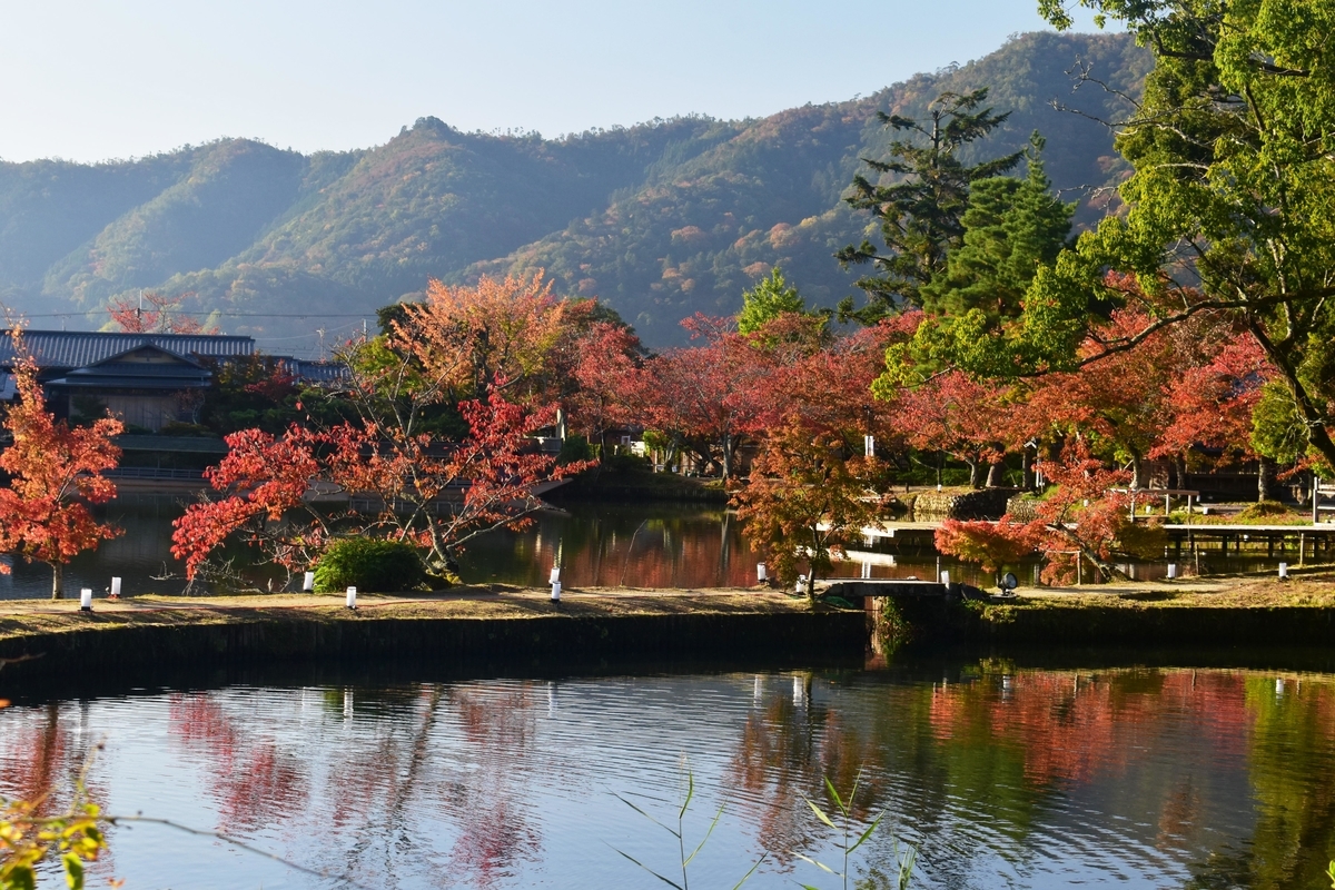 大沢池・ソメイヨシノの紅葉　見頃　2019年11月13日　撮影：MKタクシー