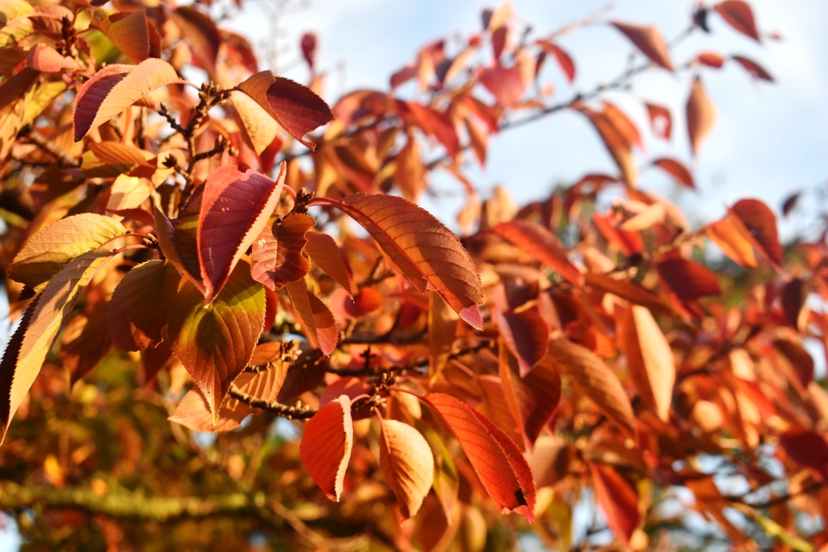 大沢池・ソメイヨシノの紅葉 見頃 2019年11月7日 撮影:MKタクシー