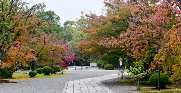 広隆寺の桜紅葉 見頃 2018年11月4日 撮影:MKタクシー