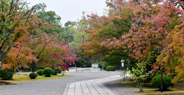 広隆寺の桜紅葉　見頃　2018年11月4日　撮影：MKタクシー