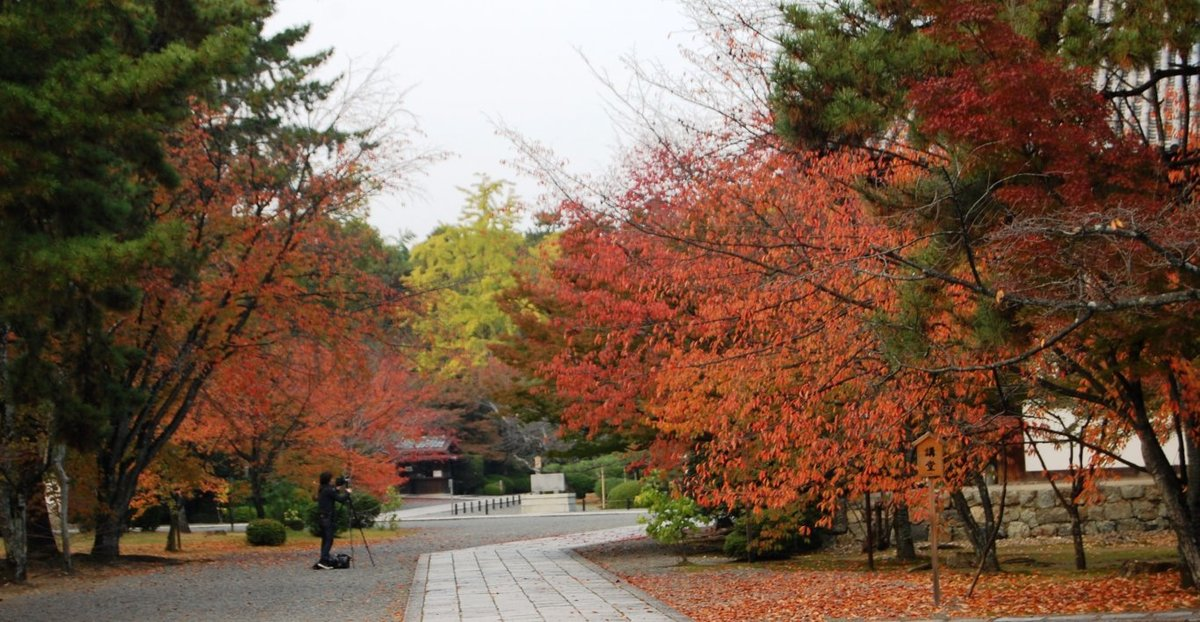 広隆寺の桜紅葉 見頃 11月15日 撮影:MKタクシー