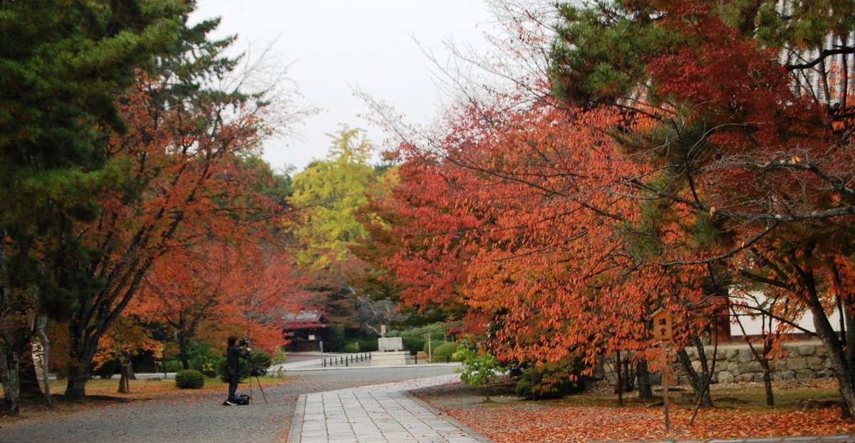 広隆寺の桜紅葉　見頃　11月15日　撮影：MKタクシー