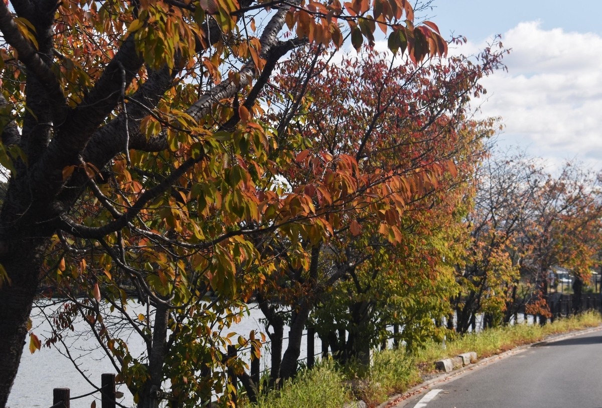 広沢池・一条通の桜紅葉 色づきはじめ 2019年11月4日 撮影:MKタクシー