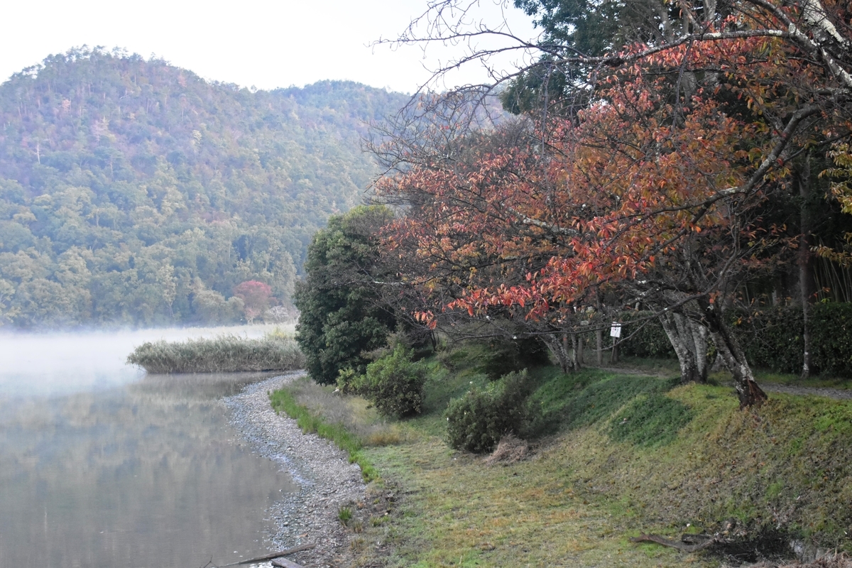 広沢池東岸の桜紅葉と沸き立つ霧 見頃 2019年11月7日 撮影:MKタクシー