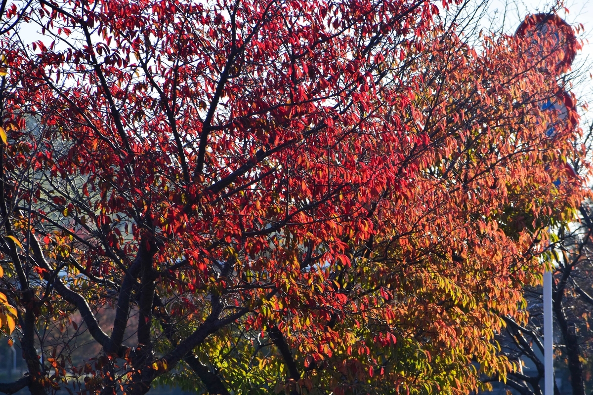 広沢池・一条通の桜紅葉　見頃　2019年11月13日　撮影：MKタクシー