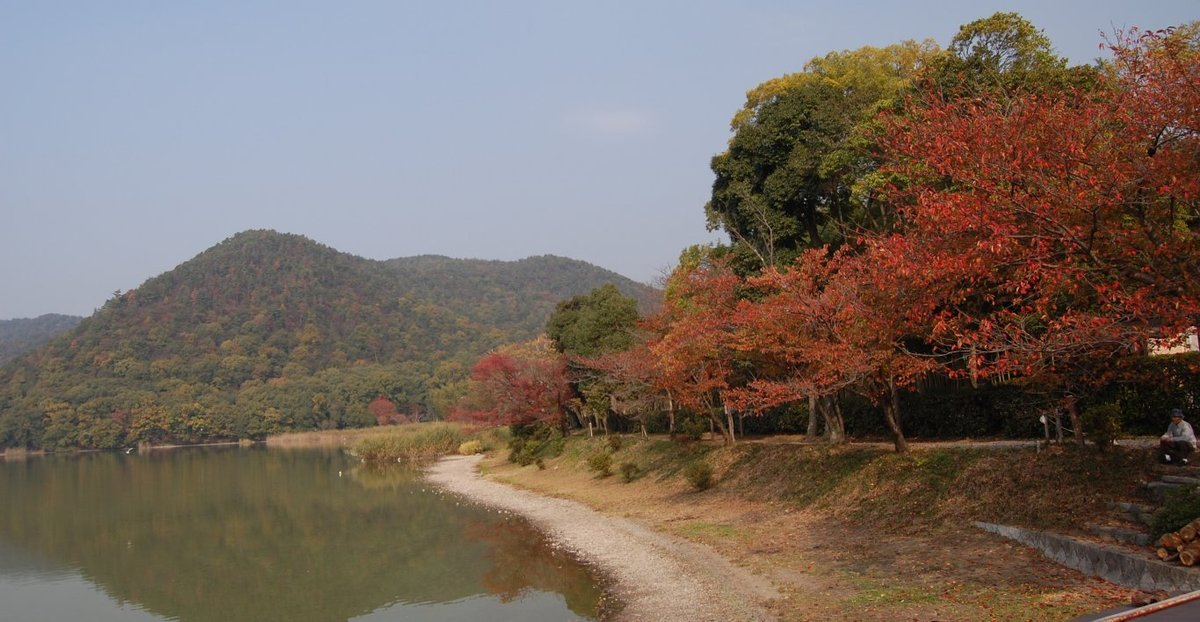広沢池東岸の桜紅葉 見頃 2007年11月15日 撮影:MKタクシー