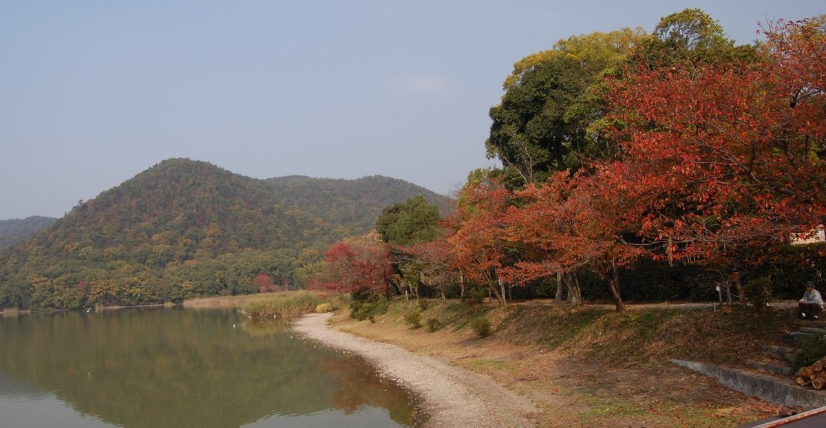 広沢池東岸の桜紅葉　見頃　2007年11月15日　撮影：MKタクシー