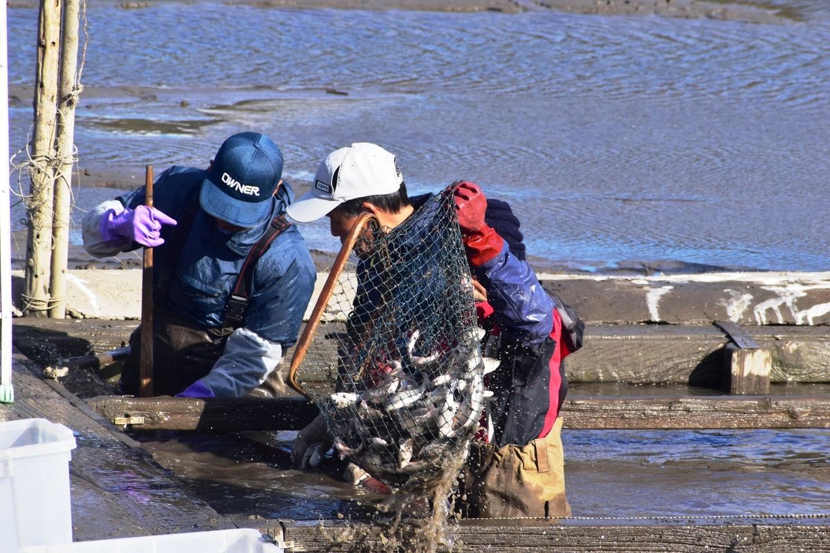 広沢池の鯉上げ　2018年12月8日　撮影：MKタクシー