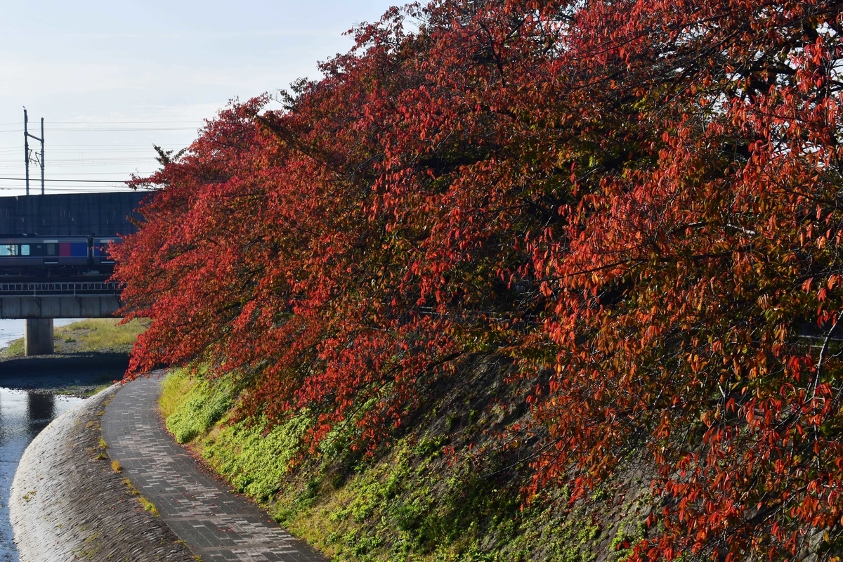 塩小路橋・ソメイヨシノの桜紅葉　見頃　2020年11月5日　撮影：MKタクシー