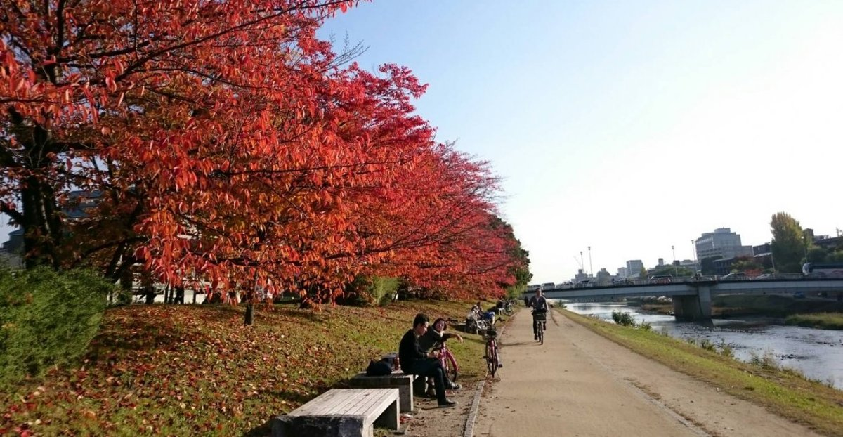 丸太町橋・ソメイヨシノの桜紅葉 見頃 2016年11月12日 撮影:MKタクシー