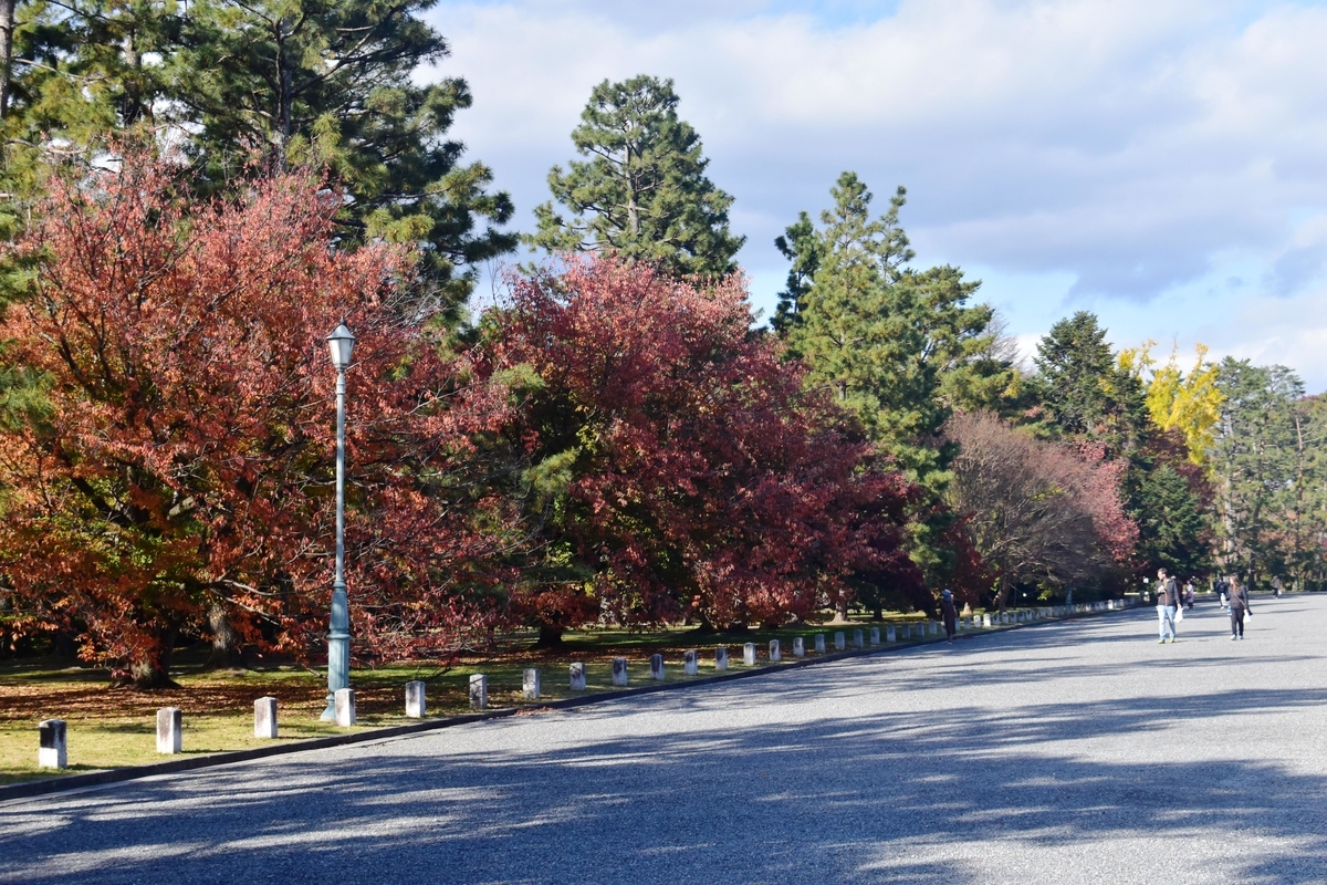 京都御苑・清所門前の桜紅葉 見頃過ぎ 2019年11月19日 撮影:MKタクシー