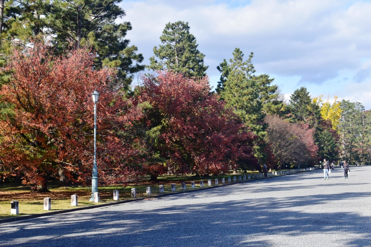 京都御苑・清所門前の桜紅葉　見頃過ぎ　2019年11月19日　撮影：MKタクシー