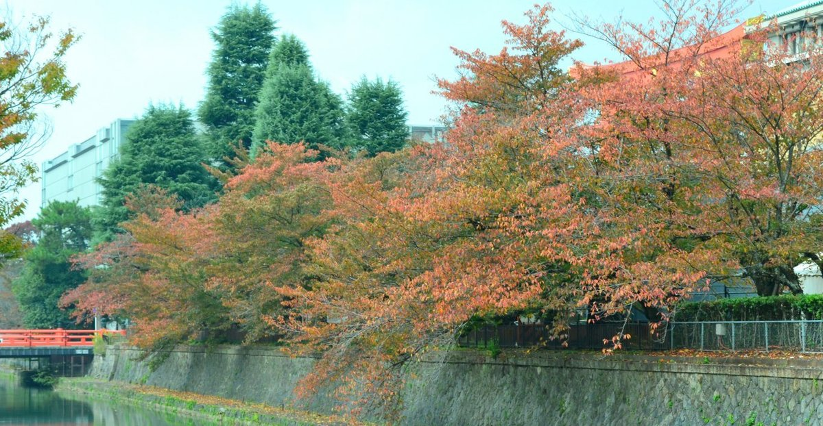 岡崎疎水・広道橋の桜紅葉 見頃近し 2017年11月4日 撮影:MKタクシー