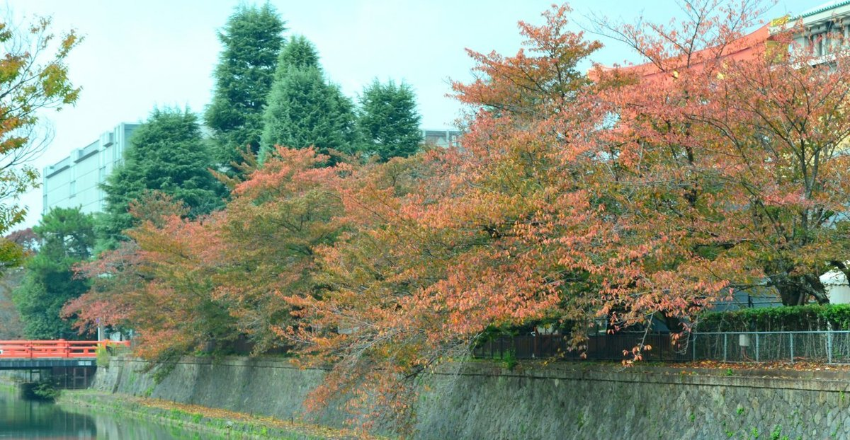 岡崎疎水・広道橋の桜紅葉　見頃近し　2017年11月4日　撮影：MKタクシー