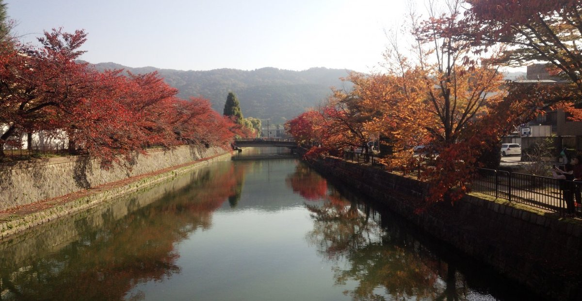 岡崎疎水の桜紅葉 見頃 2018年11月14日 撮影:MKタクシー