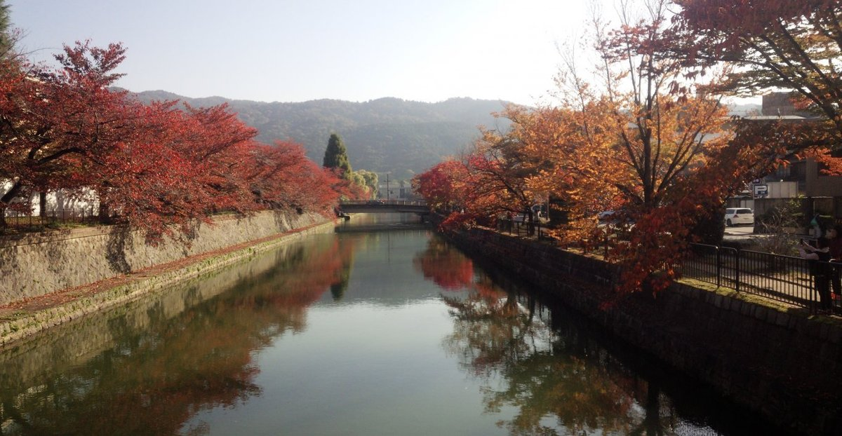 岡崎疎水の桜紅葉　見頃　2018年11月14日　撮影：MKタクシー