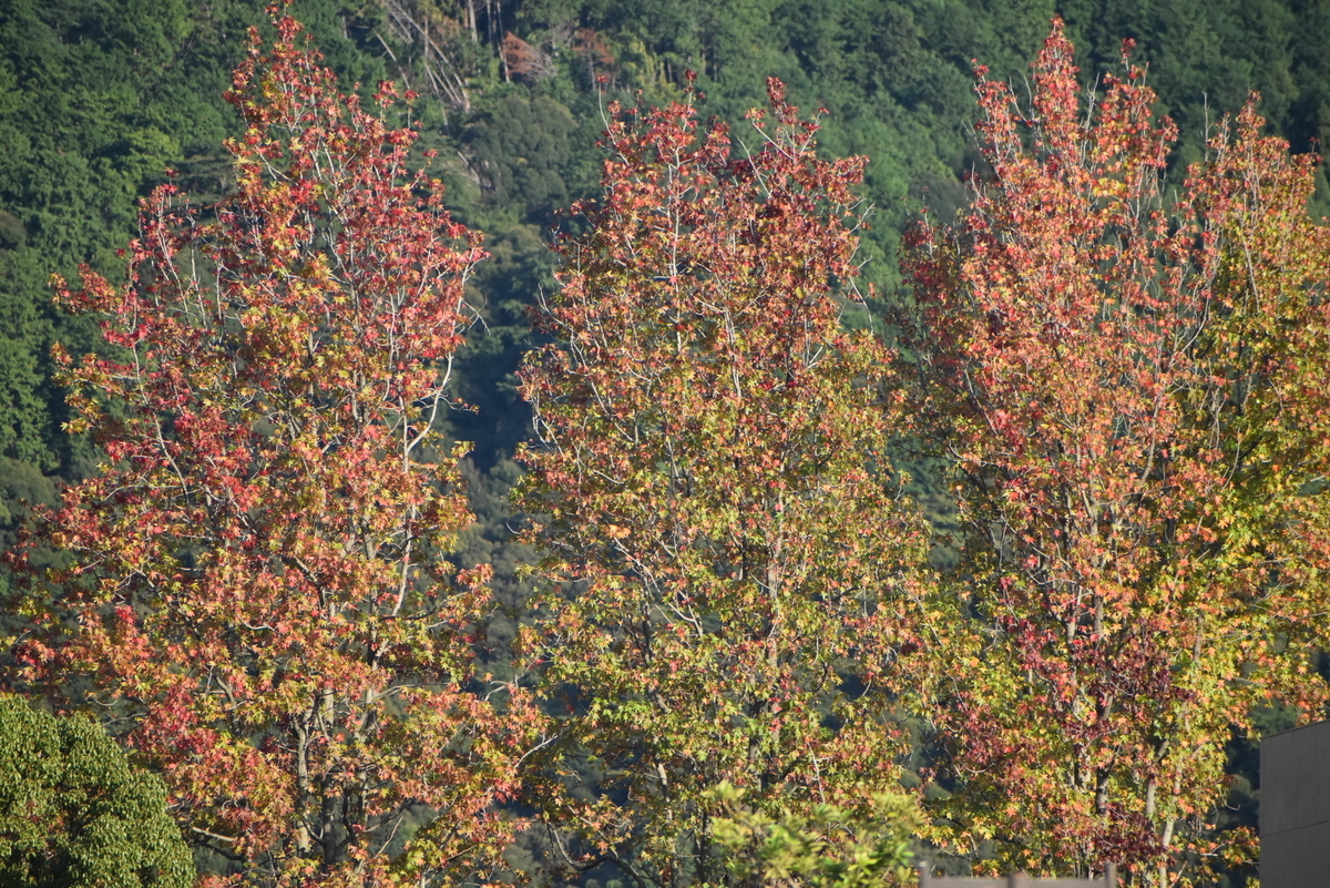 岡崎公園の紅葉葉楓 見頃近し 2019年11月26日 撮影:MKタクシー