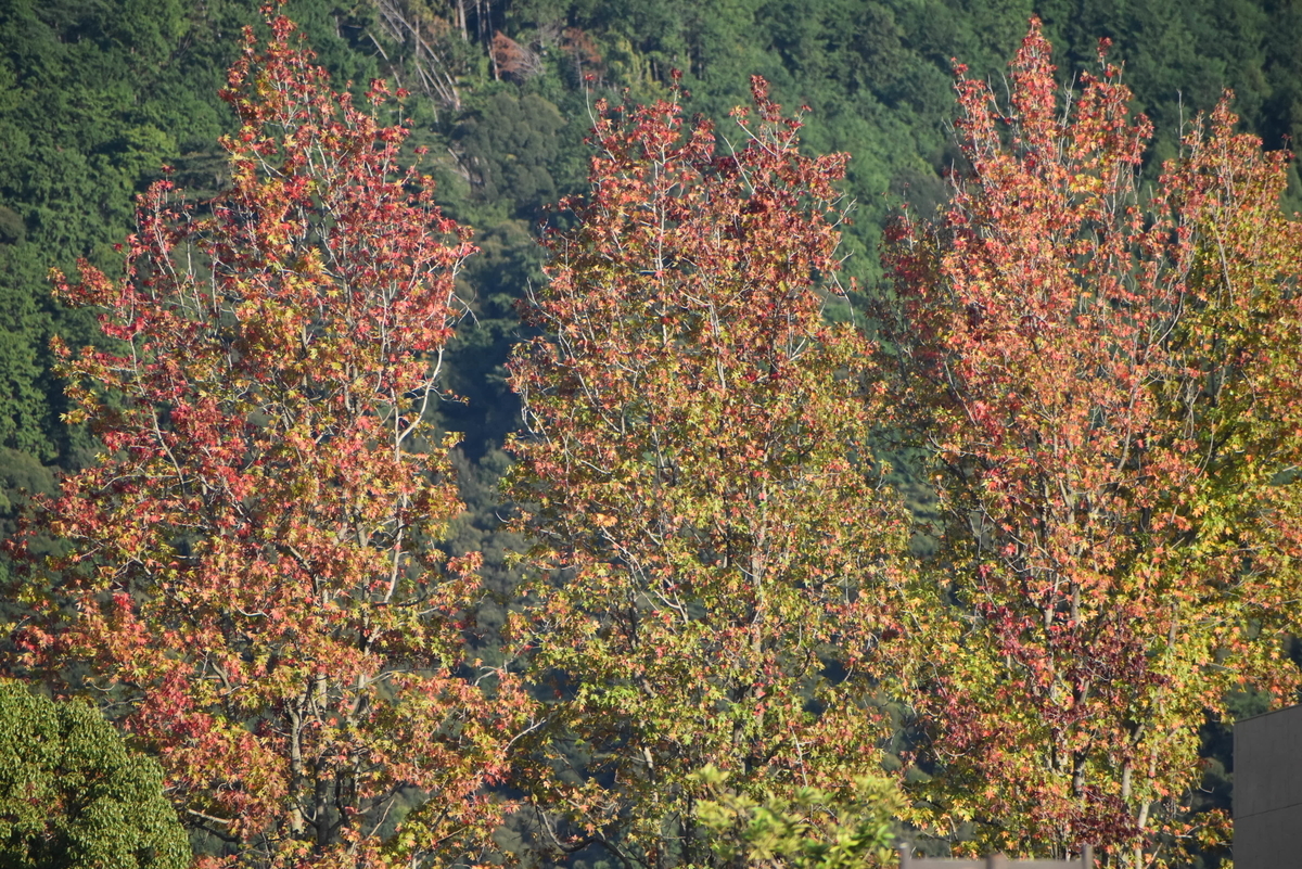 岡崎公園の紅葉葉楓　見頃近し　2019年11月26日　撮影：MKタクシー