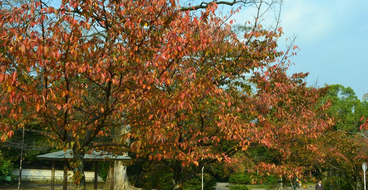 円山公園の桜紅葉 見頃 2017年11月4日 撮影:MKタクシー