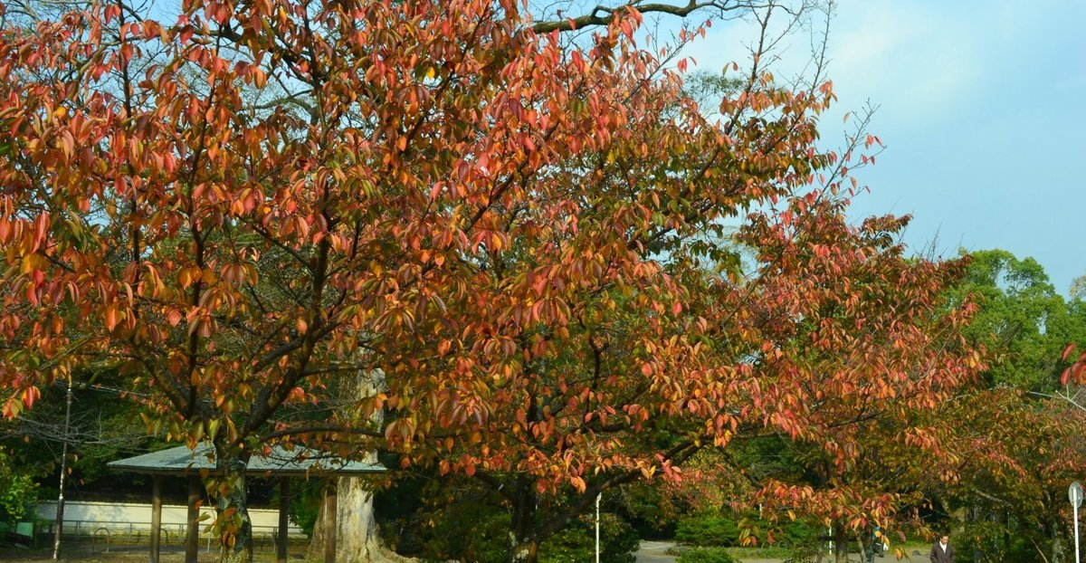 円山公園の桜紅葉　見頃　2017年11月4日　撮影：MKタクシー