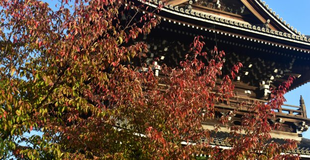 金戒光明寺・山門の桜紅葉 見頃近し 2019年10月26日 撮影:MKタクシー